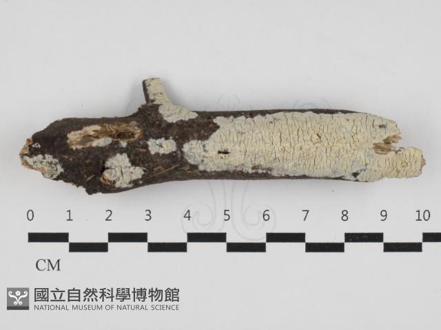射脈菌屬藏品圖，第1張