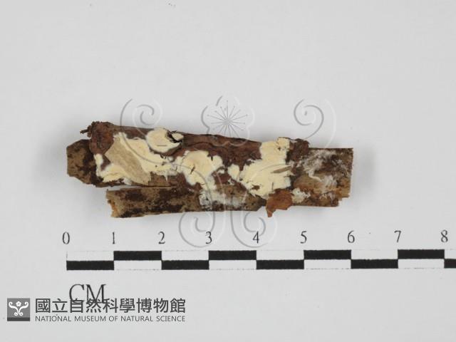 登錄號:F0027686藏品圖，第1張