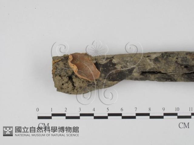 登錄號:F0007686藏品圖，第1張