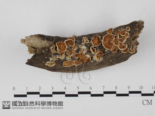 登錄號:F0025686藏品圖，第1張