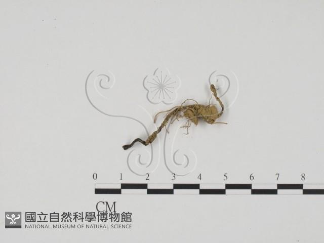 炭角菌屬藏品圖，第1張