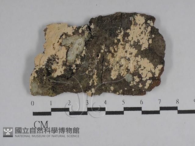 絲齒菌屬藏品圖，第1張