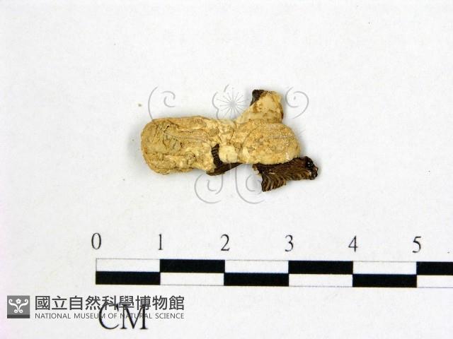 登錄號:F0009686藏品圖，第1張