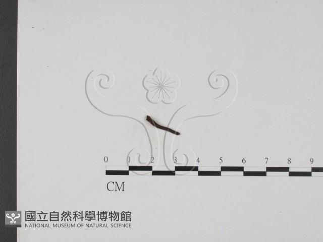 登錄號:F0019686藏品圖，第1張