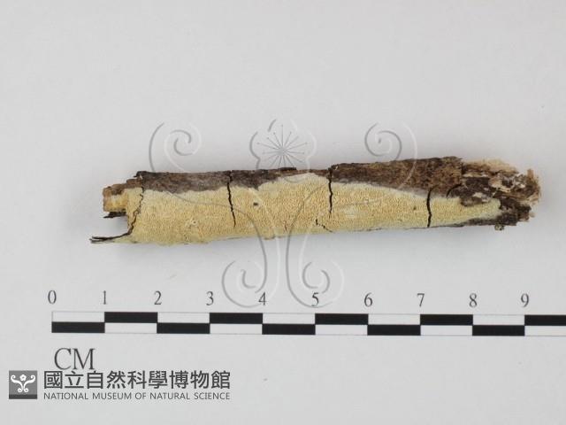 登錄號:F0023686藏品圖，第1張