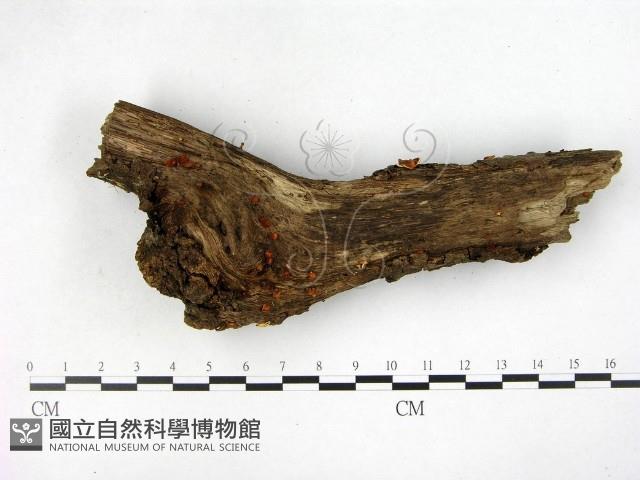 登錄號:F0003686藏品圖，第1張