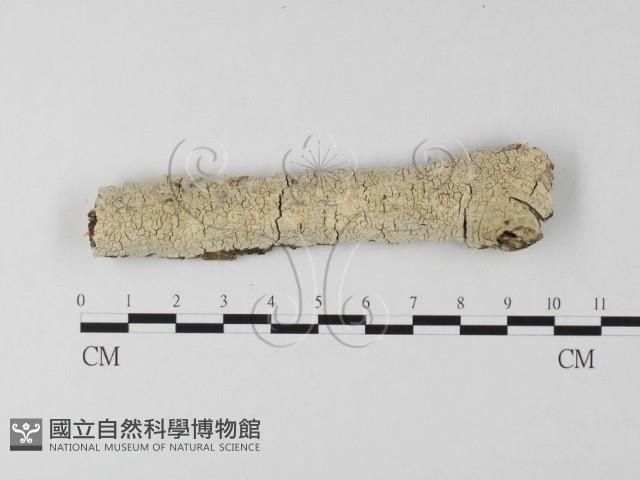 登錄號:F0013686藏品圖，第1張