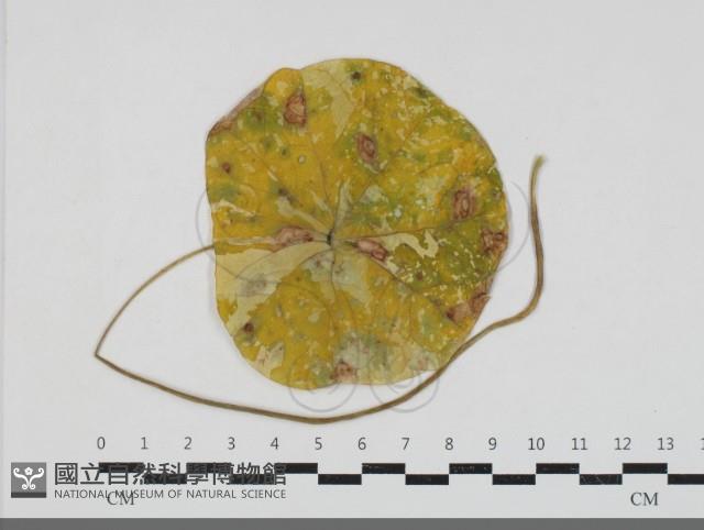 登錄號:F0033686藏品圖，第1張