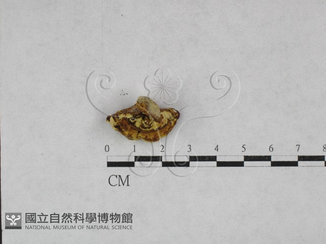 葉孔菌屬藏品圖，第3張