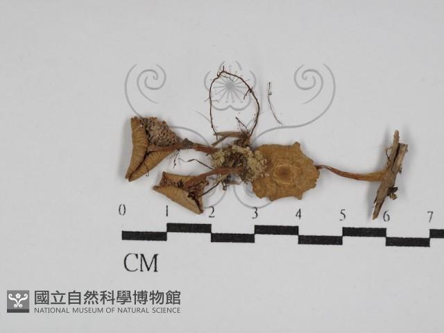 登錄號:F0008486藏品圖，第1張