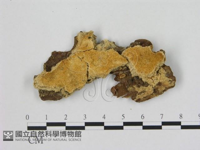 登錄號:F0006486藏品圖，第1張