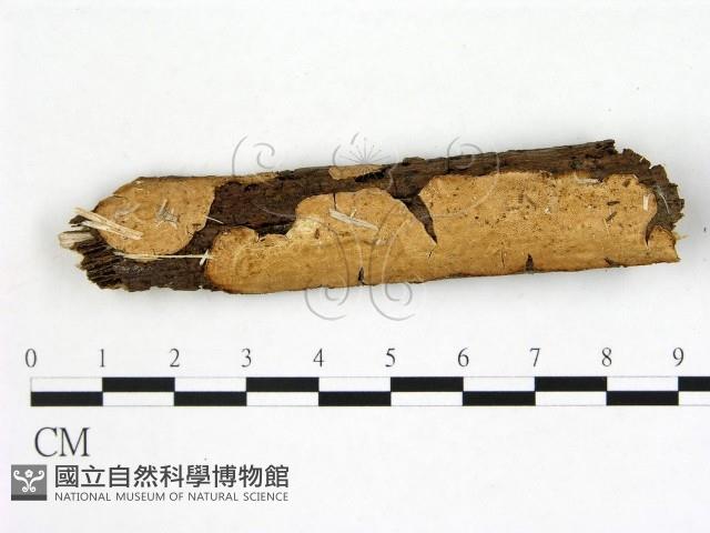刺皮菌屬藏品圖，第1張