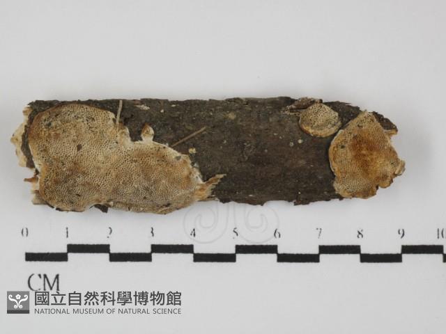 登錄號:F0031486藏品圖，第1張