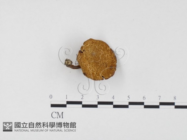 登錄號:F0024486藏品圖，第1張