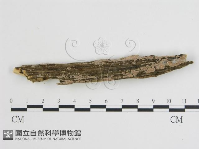 登錄號:F0004486藏品圖，第1張