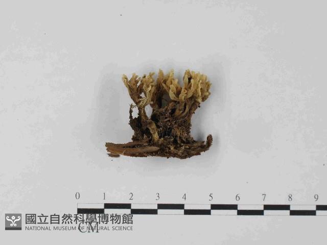 銀耳屬藏品圖，第1張