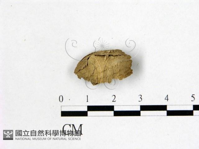 射脈菌屬藏品圖，第1張