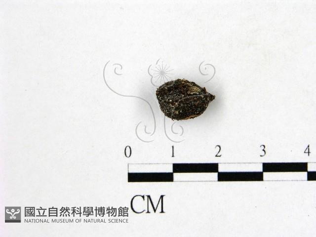 登錄號:F0002486藏品圖，第1張