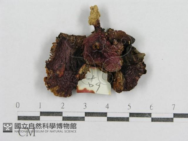 紅菇屬藏品圖，第1張