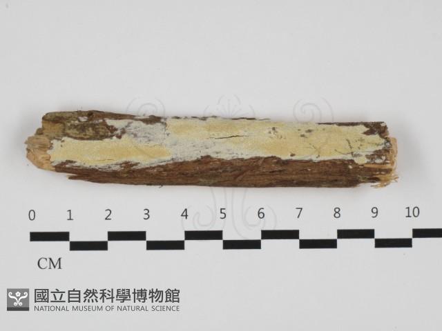 登錄號:F0032486藏品圖，第1張