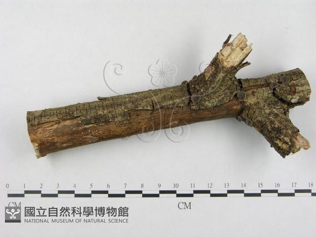 登錄號:F0007486藏品圖，第1張