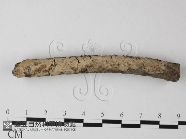 登錄號:F0025486藏品圖，第1張
