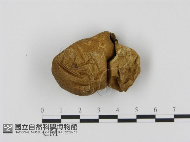 登錄號:F0005486藏品圖，第1張