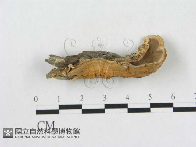 登錄號:F0015486藏品圖，第1張