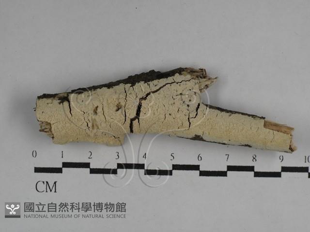 絲齒菌屬藏品圖，第1張