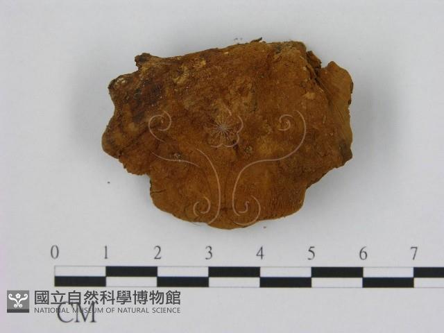 登錄號:F0009486藏品圖，第1張