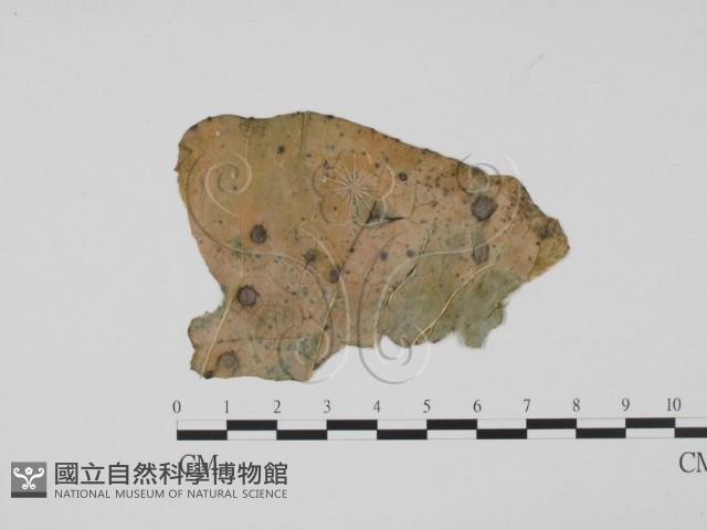 登錄號:F0019486藏品圖，第1張