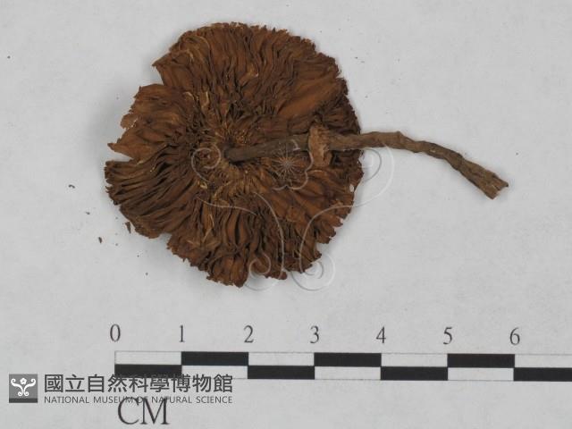 登錄號:F0023486藏品圖，第1張