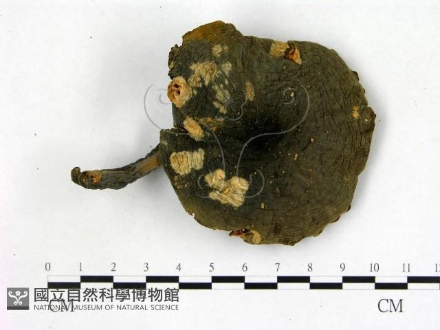 登錄號:F0003486藏品圖，第1張