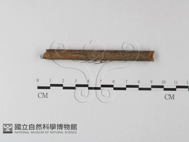 小皮傘屬藏品圖，第1張