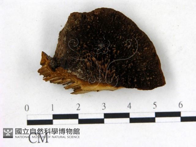 登錄號:F0018786藏品圖，第1張