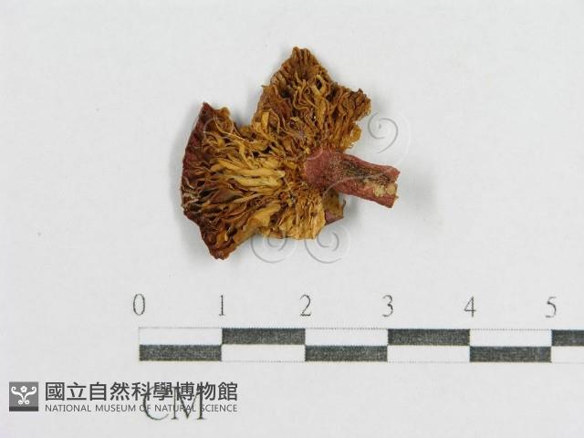 紅菇屬藏品圖，第1張