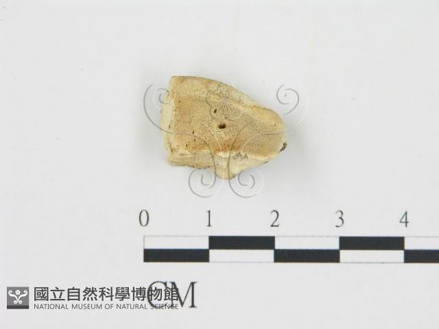 登錄號:F0006786藏品圖，第1張