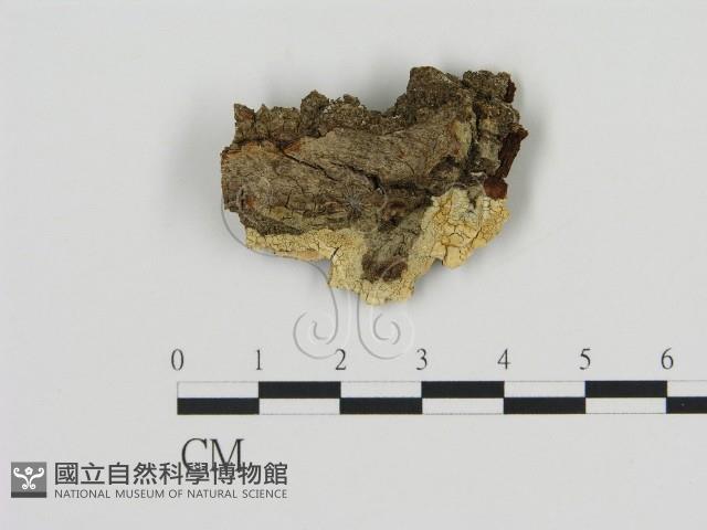 登錄號:F0016786藏品圖，第1張