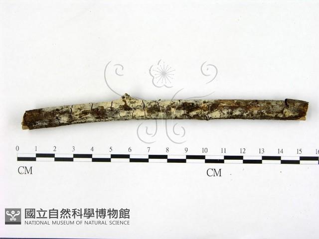 登錄號:F0021786藏品圖，第1張
