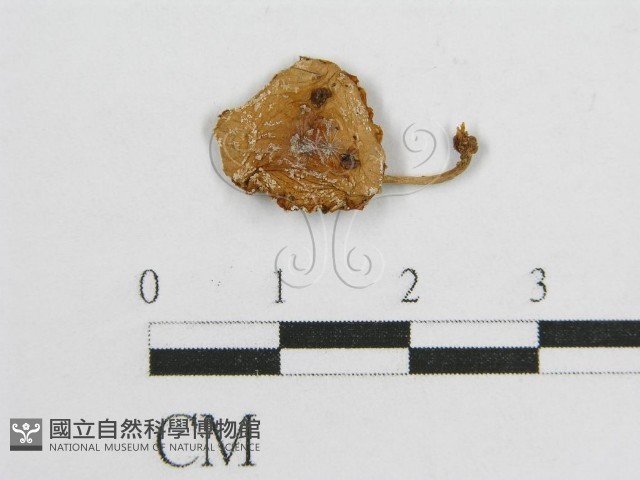 登錄號:F0001786藏品圖，第1張