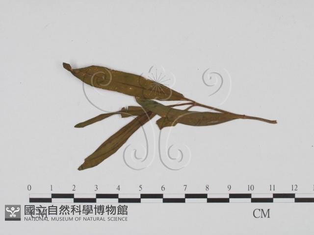 登錄號:F0011786藏品圖，第1張