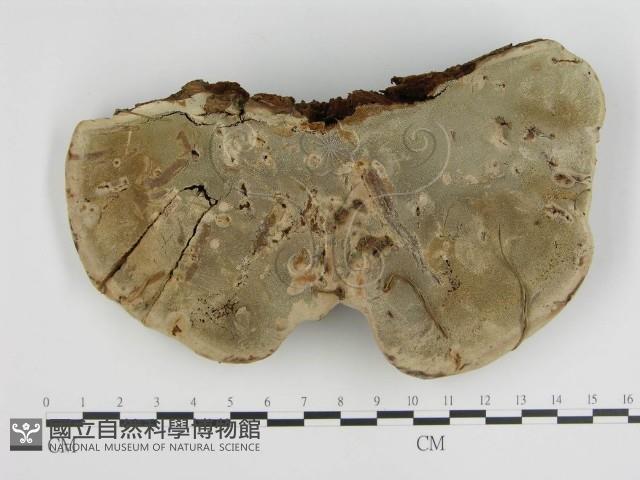 登錄號:F0004786藏品圖，第1張