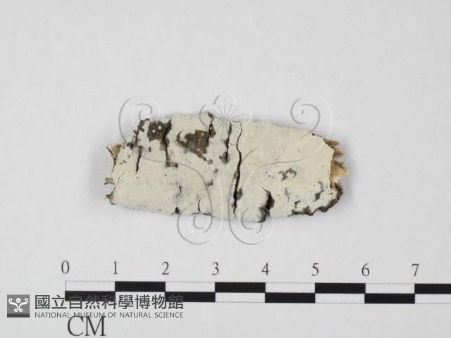 登錄號:F0014786藏品圖，第1張