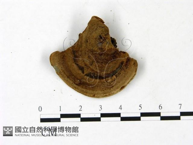 登錄號:F0022786藏品圖，第1張