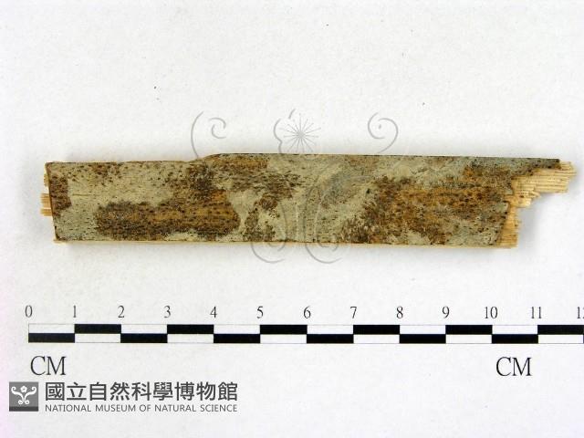 登錄號:F0002786藏品圖，第1張