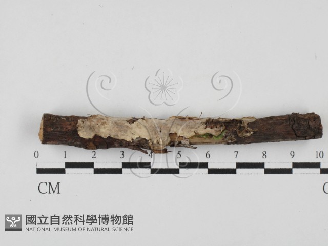 韌革菌屬藏品圖，第1張