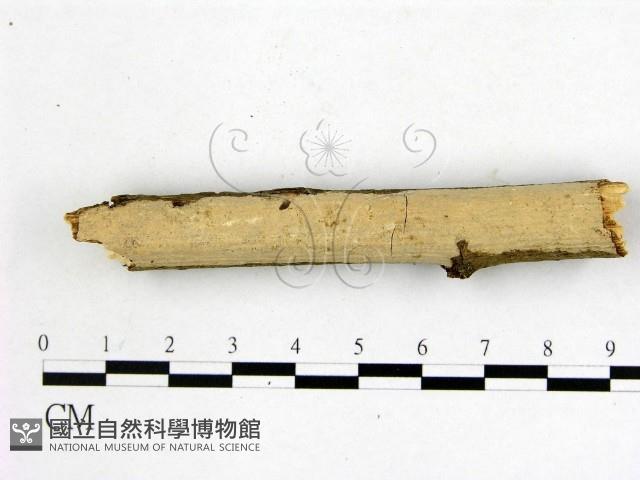 顯絲菌屬藏品圖，第1張