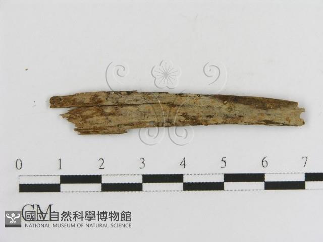 登錄號:F0017786藏品圖，第1張