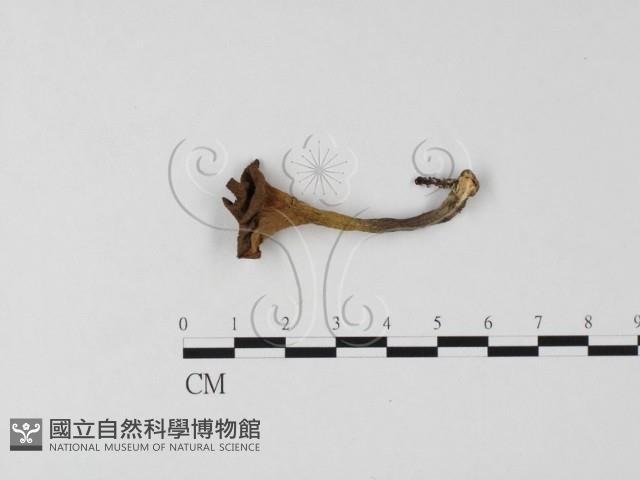 登錄號:F0025786藏品圖，第1張