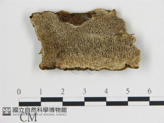 登錄號:F0005786藏品圖，第1張